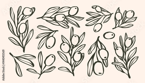 Set of olive branch with leaves and olive oil logo or olive tree icon, hand drawn olive border botanical medicine herbs in vector format, floral olive frame