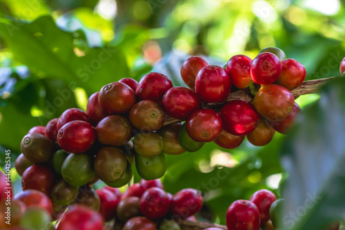 Close up red ripe coffee berries on coffee tree in rural plantation