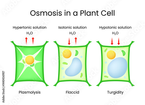Osmosis in Plant Cell Hypertonic Isotonic and Hypotonic Solutions