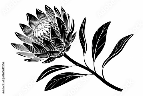 Elegant Black and White Protea Flower Illustration Botanical Art Print, Floral Design,  South African Native Bloom, Ink Drawing, Nature Artwork