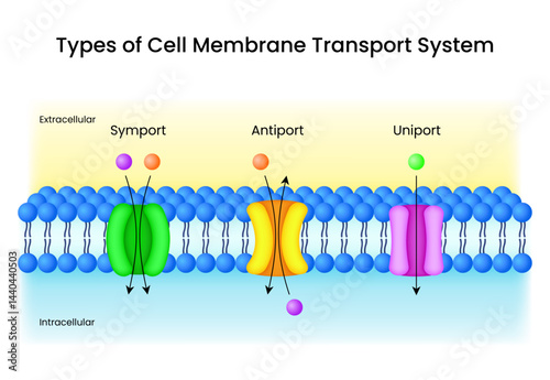 Cell Membrane Transport Systems Symport Antiport and Uniport