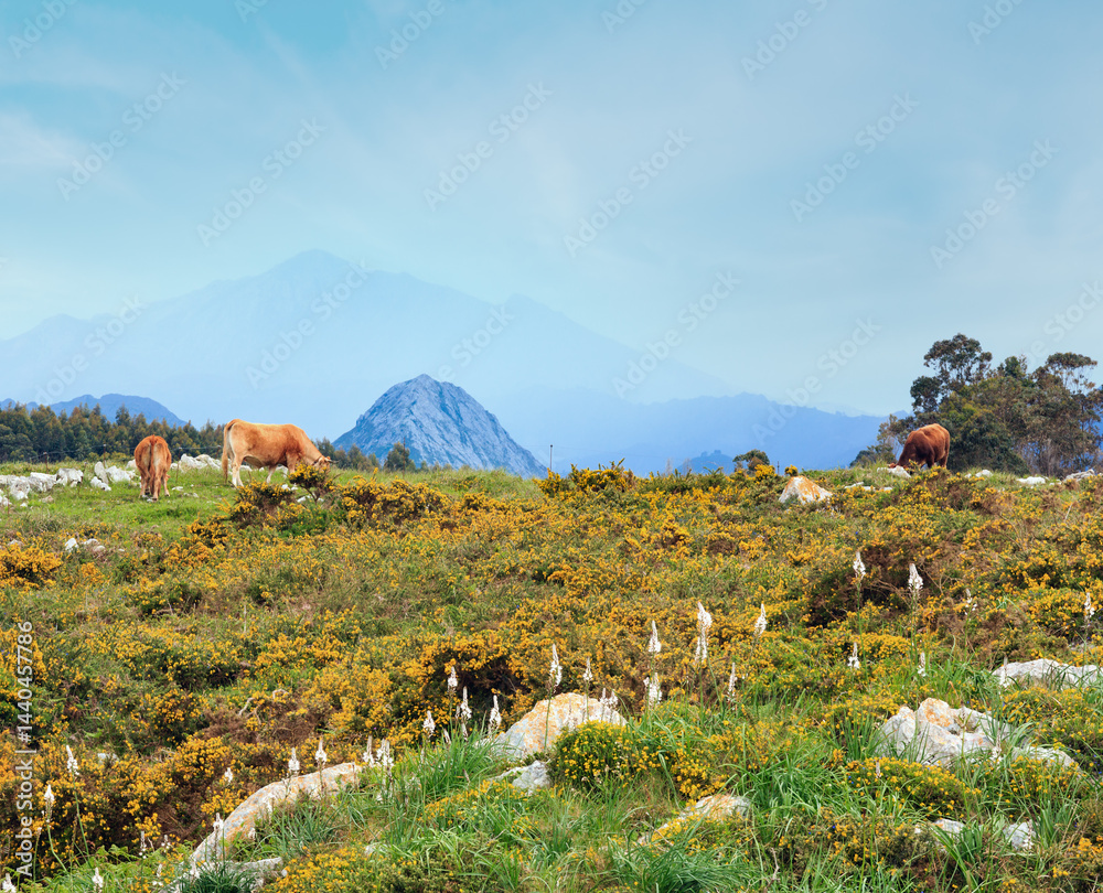 Cow herd on summer hill.