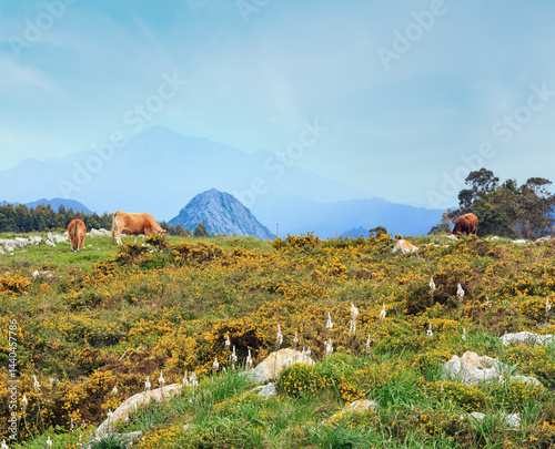 Cow herd on summer hill.