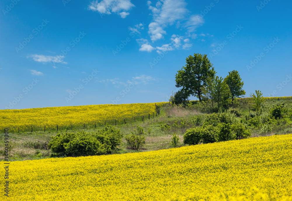 Spring rapeseed yellow blooming fields