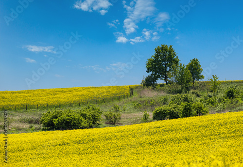 Spring rapeseed yellow blooming fields