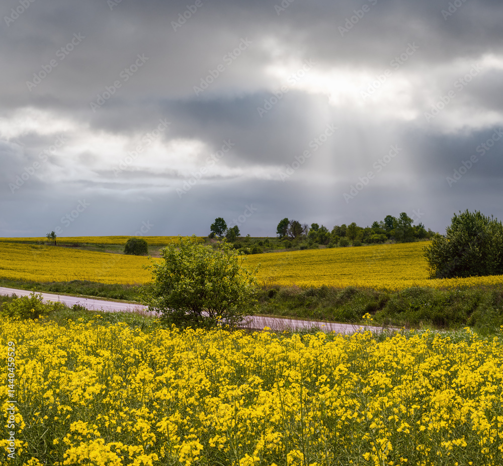 Spring rapeseed yellow blooming fields and cloudy sky with sunrays