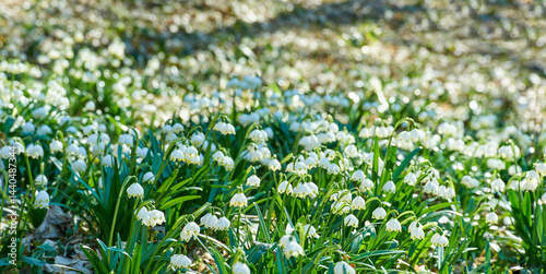 The first white flowers of Leucojum vernum in the morning spring forest