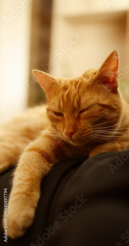 A fluffy ginger cat sleeping on a person a moment of pure trust and serenity.