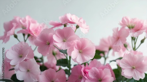 Wallpaper Mural Pink geranium flower isolated on a white background Torontodigital.ca