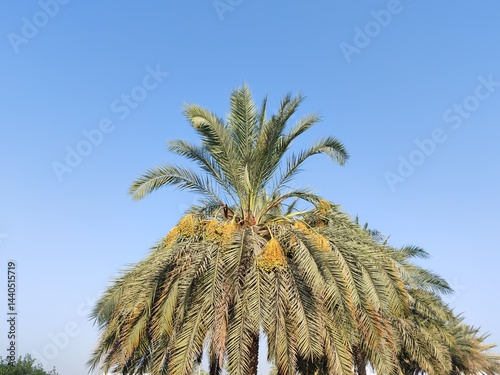 Photography Palm Tree, View of Palm tree with Blue SKY background, Date tree or Arabic palm