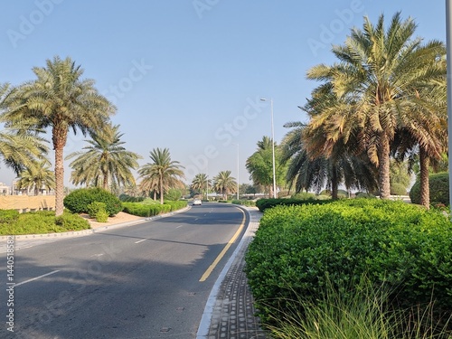 Palm Tree, View of Palm tree with Blue SKY background, Date tree or Arabic palm tree with Date on it Palm trees with Dates fruits on its, trees are Loaded with bunches of fruits Healthy food Date Plam