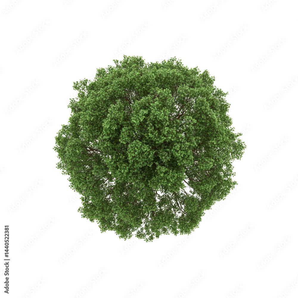 Fototapeta premium Aerial View of Lush Green Tree Canopy, Isolated On Transparent Background