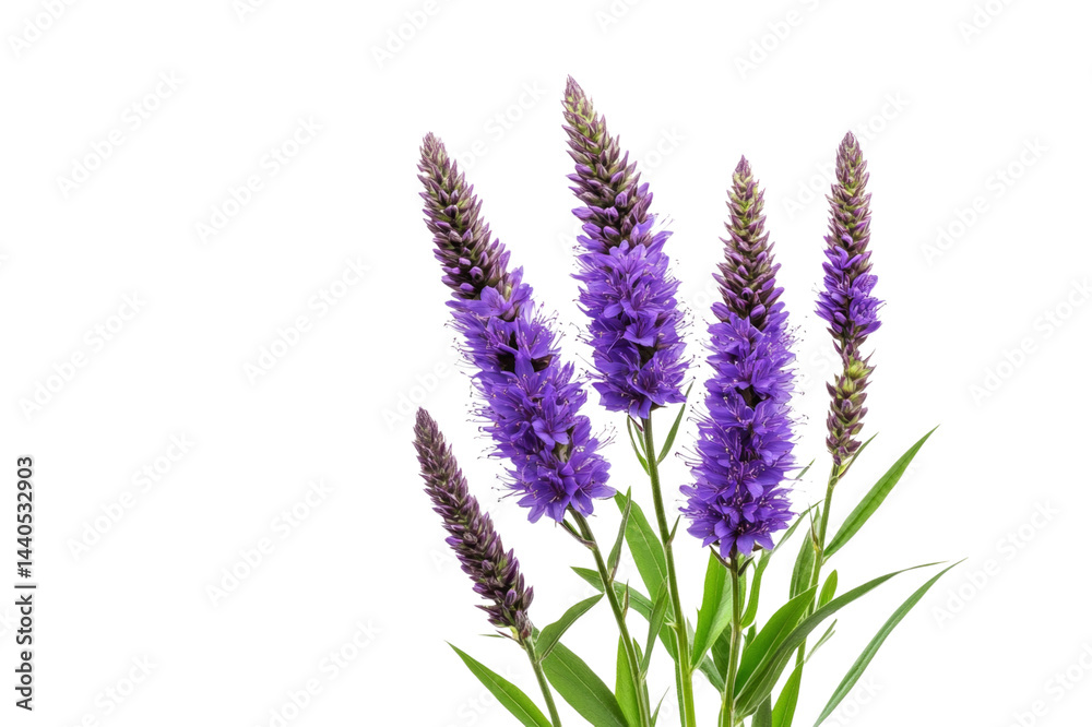 Fototapeta premium Stunning Purple Blooms in Nature's Embrace . White background PNG