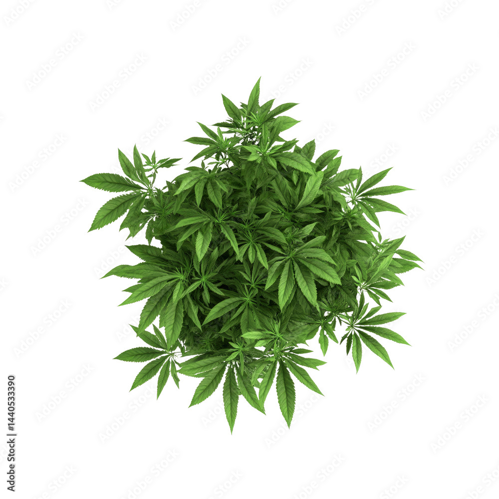 Aerial View of a Lush Cannabis Plant Aerial View of a Lush Cannabis Plant