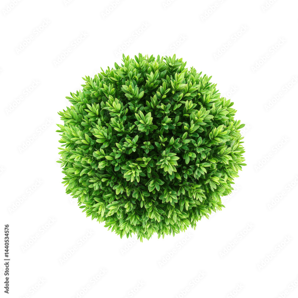 Fototapeta premium Aerial View of a Lush Green Spherical Shrub
