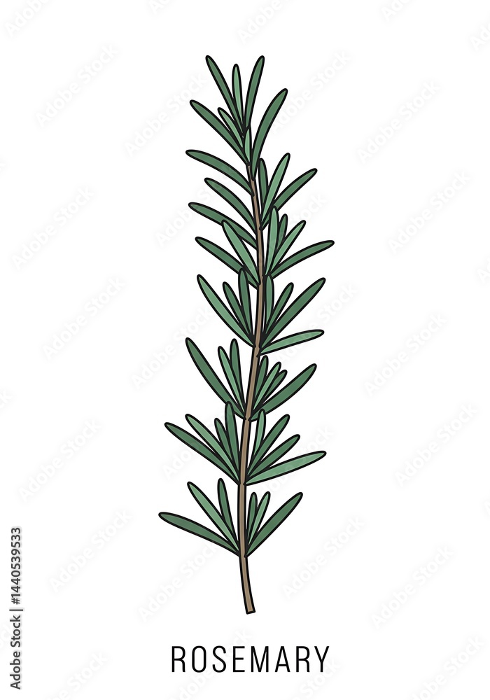 Fototapeta premium Rosemary Sprig Illustration Fresh Herb for Cooking and Wellness