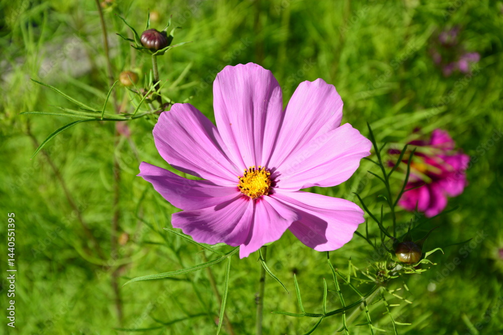 Fototapeta premium Blüte, Blume, Cosmea, Pflanze, Wiese., Natur, Sommer
