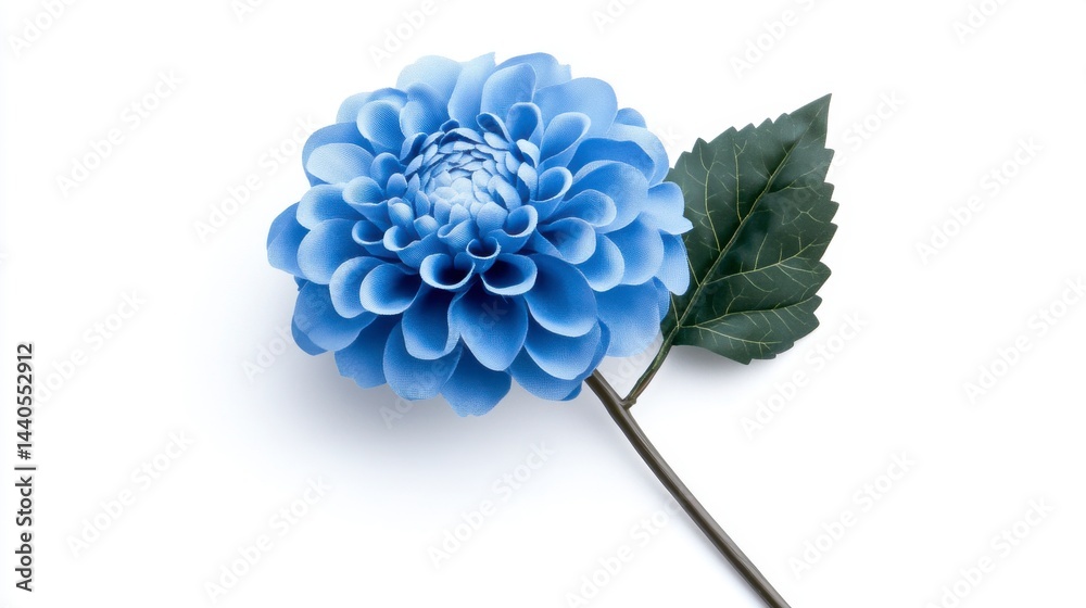 Obraz premium Light Blue Dahlia Flower with Green Leaf on White Background