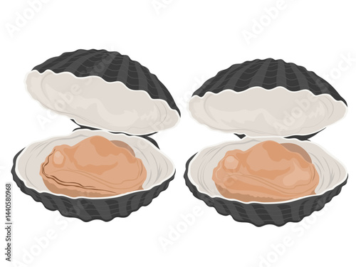 Clams on a white background.