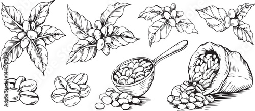 Hand Drawn Coffee Beans and Plant Illustrations