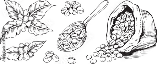 Hand Drawn Coffee Beans Illustration Set