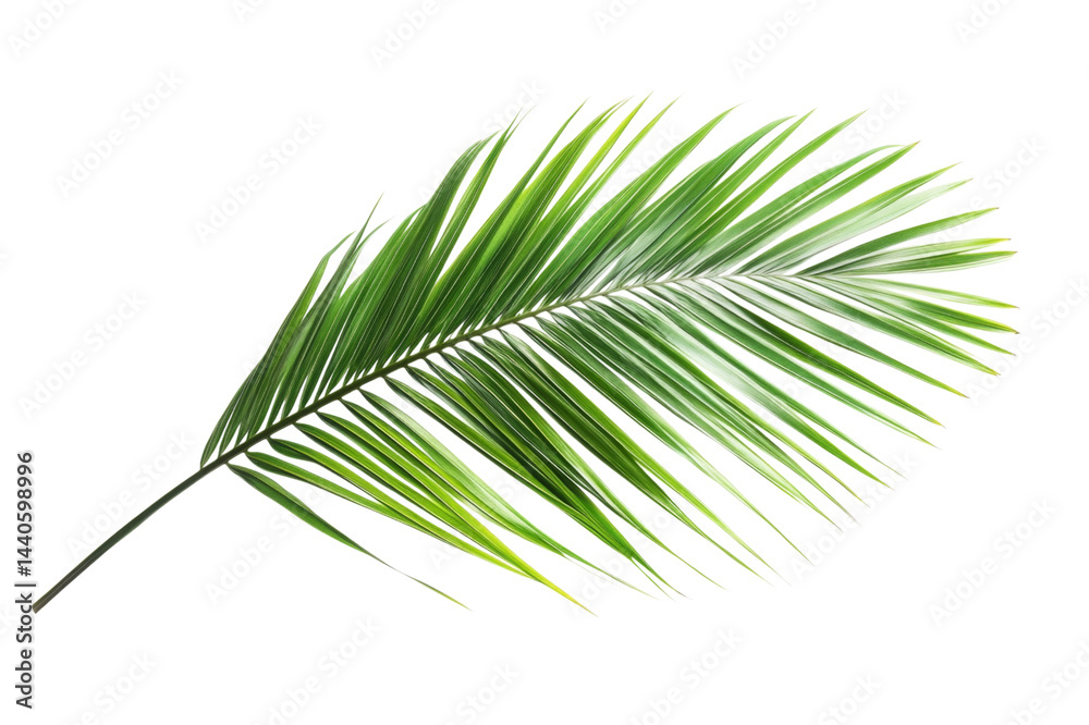 Obraz premium Stunning Palm Leaf in Vibrant Green . White background PNG