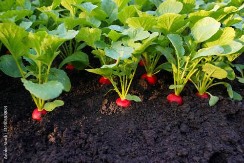 Radish grows in the ground. Young green leaves of organic natural radish sprouts.