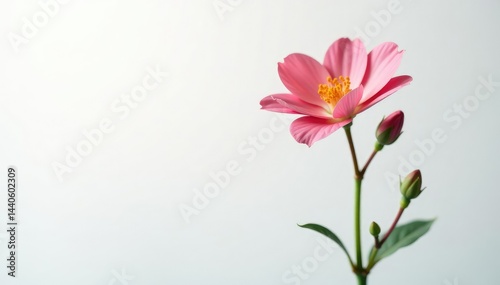 Single stem of a flowering plant on a white background, flower, floral