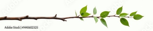 Long, slender branch with smooth surface isolated, branch, organic, long