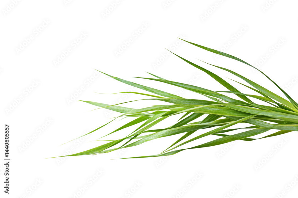 Fototapeta premium Closeup of Lush Green Grass . White background PNG