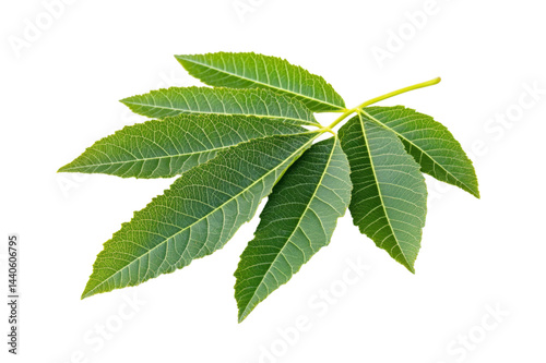 Closeup of Lush Green Leaves . White background PNG