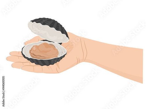 Clams on a white background.