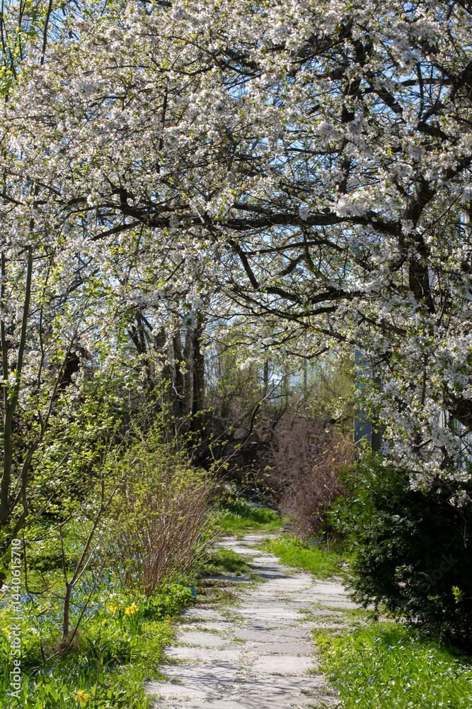 Fototapeta premium footpath in the woods