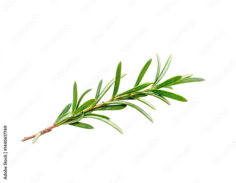 Fototapeta premium Rosemary sprig - fresh herb on black background
