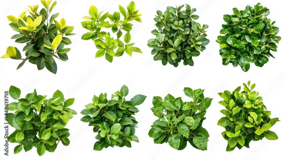 Naklejka premium Set of garden bushes with broad leaves, with some showing hints of yellow on a white background.