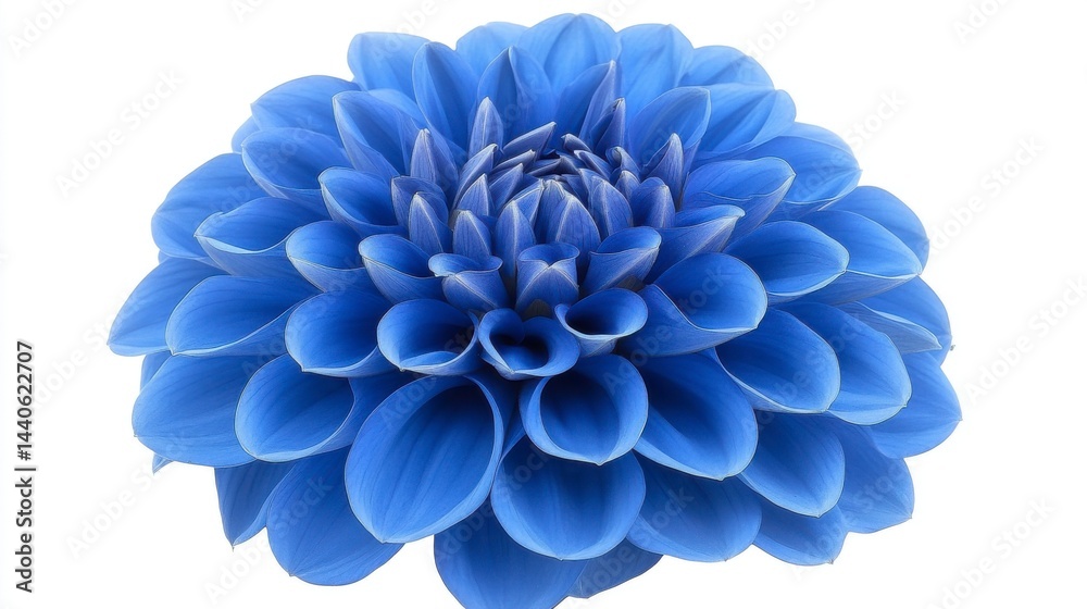 Obraz premium Vibrant Blue Dahlia Close Up