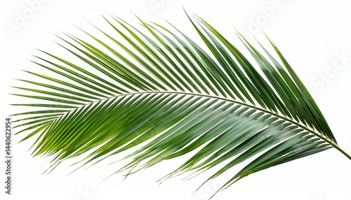 coconut palm leaf isolated for object and retouch design