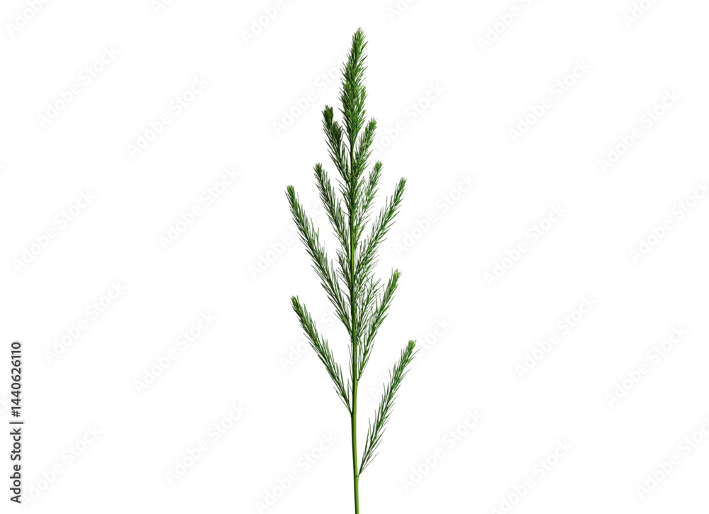 Field horsetail