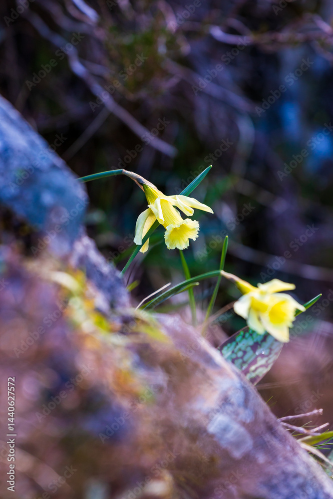 Bicolored narcissus flower in its natural habitat around the Ars Waterfall, in the Pyrenees region of Haut-Couserans, Ariège