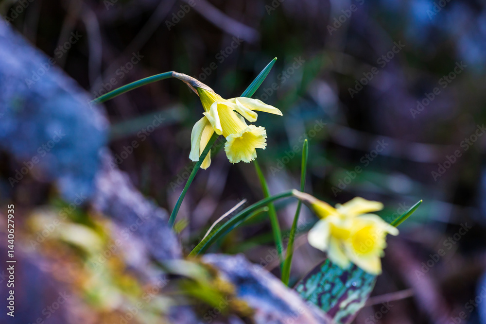 Bicolored narcissus flower in its natural habitat around the Ars Waterfall, in the Pyrenees region of Haut-Couserans, Ariège