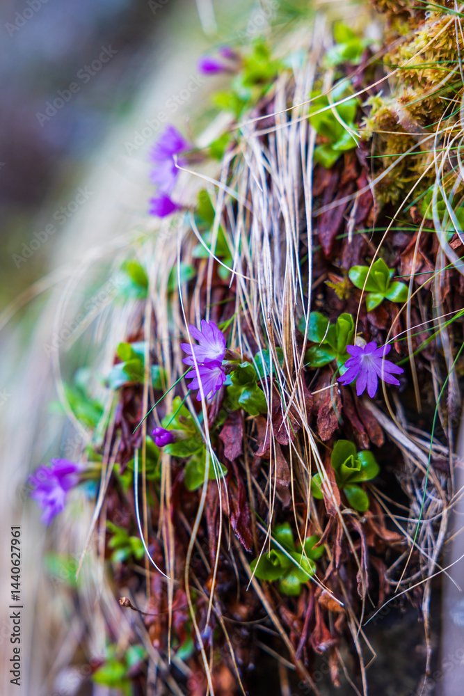 Entire-leaved Primroses on a Rock in their Natural Habitat around the Ars Waterfall, in the Pyrenees Region of Haut-Couserans, Ariège