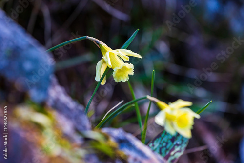 Obraz na płótnie Bicolored narcissus flower in its natural habitat around the Ars Waterfall, in the Pyrenees region of Haut-Couserans, Ariège w salonie