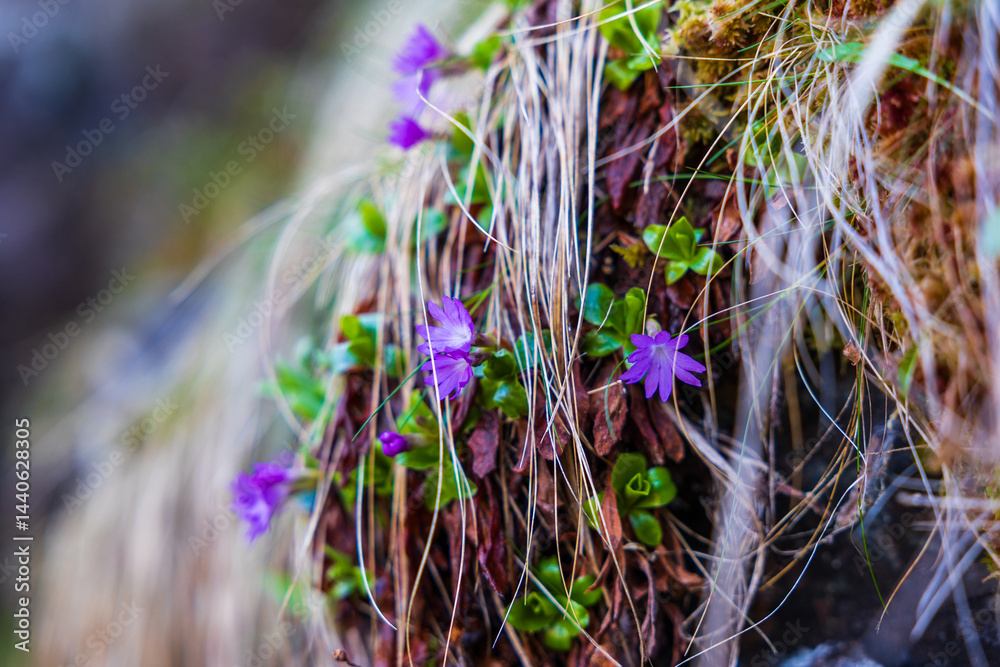 Entire-leaved Primroses on a Rock in their Natural Habitat around the Ars Waterfall, in the Pyrenees Region of Haut-Couserans, Ariège