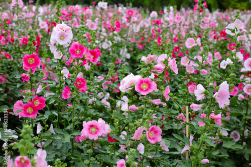 Beautiful hollyhock flower in the park