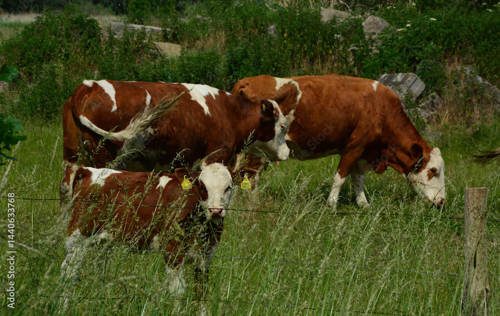 Tier, Tierhaltung, Rind, Kuh mit Kalb, Natur, Sommer Tier, Tierhaltung, Rind, Kuh mit Kalb, Natur, Sommer