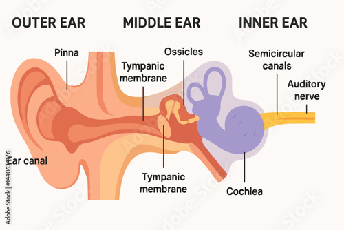 Detailed Diagram Illustrating the Structure of the Human Ear Anatomy