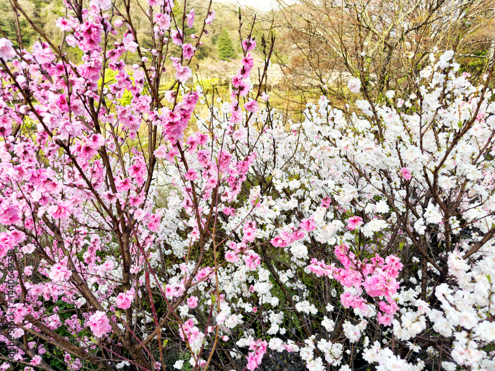 Hakone Japan with blooming cherry trees in spring season