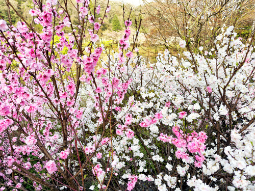 Obraz na płótnie Hakone Japan with blooming cherry trees in spring season w salonie