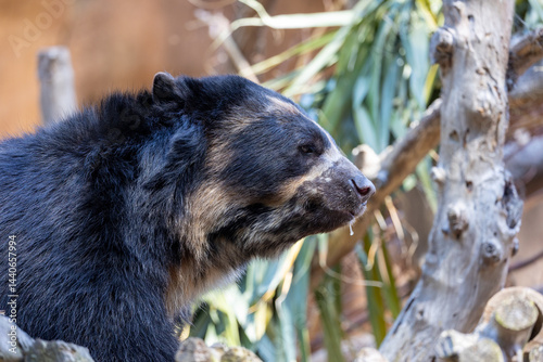 Close up of an andean bear photo