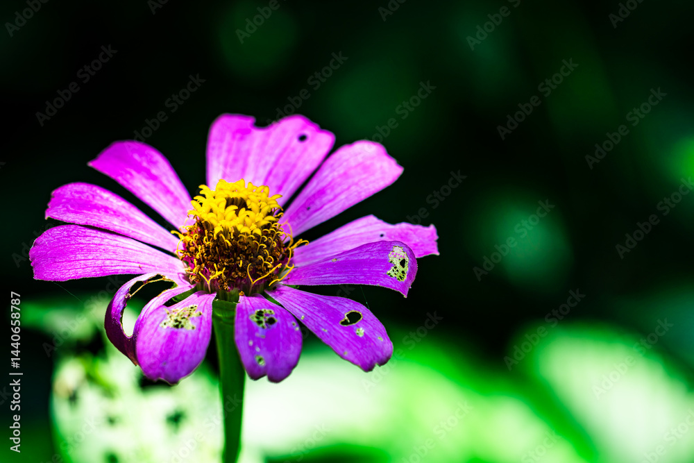 A purple flower with yellow center is in a green background. The flower is slightly wilted and has some bite marks on it A purple flower with yellow center is in a green background. The flower is slightly wilted and has some bite marks on it